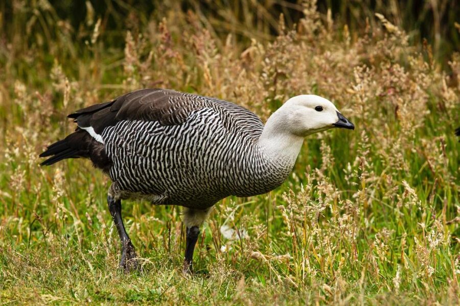 From Ushuaia: Discover Tierra del Fuego National Park - Price and value: is $72 worth it?