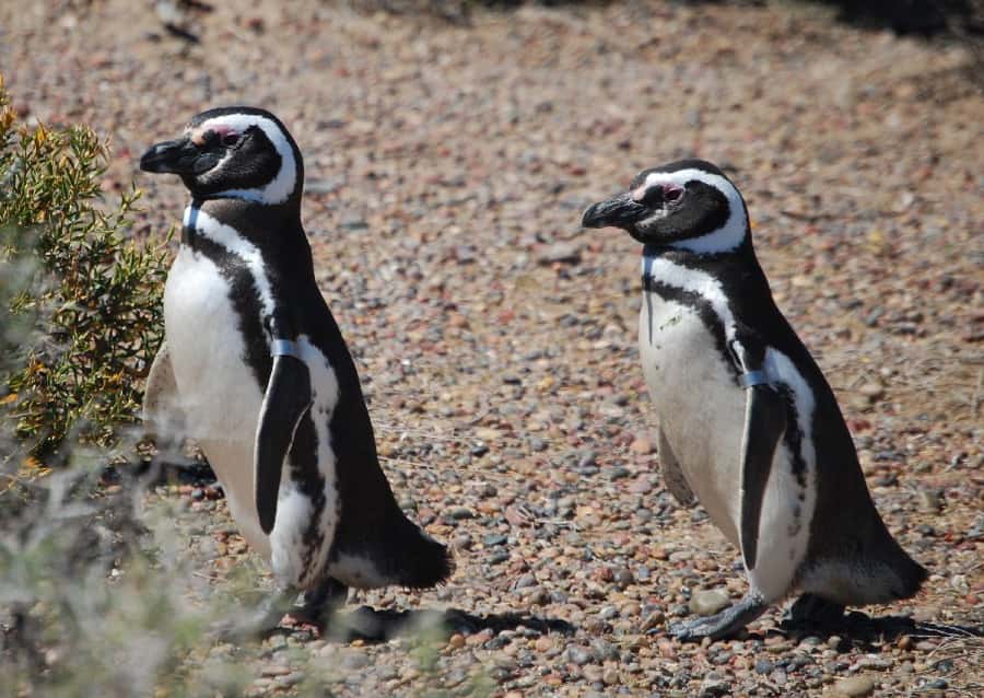 From Ushuaia: Penguin Watching Tour by Catamaran - A fast look at the key stops before you go