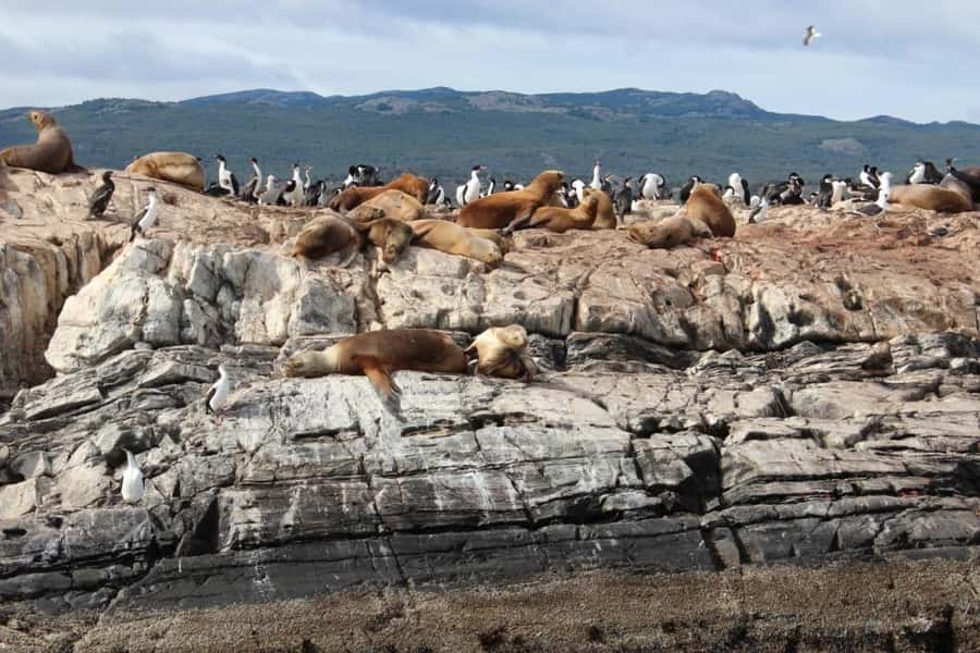From Ushuaia: Penguin Watching Tour by Catamaran - Key things to know before you book