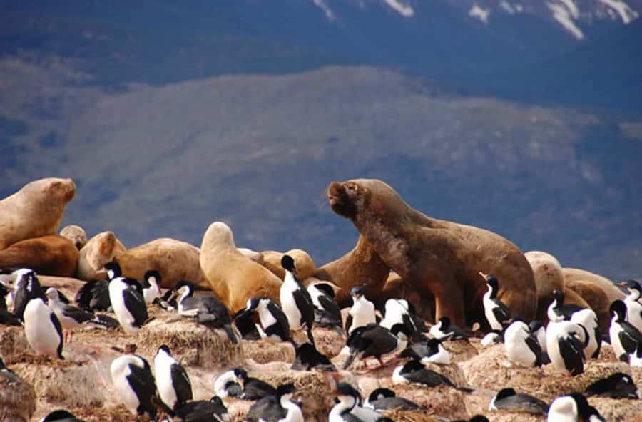 From Ushuaia: Penguin Watching Tour by Catamaran - The 5-hour flow: from Ushuaia waterfront to Martillo Island penguins