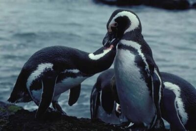 Penguin Watching Tour by Catamaran