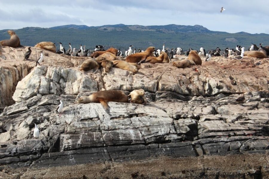 From Ushuaia: Penguin Watching Tour by Catamaran - Cormorant breeding islands and Les Eclaireurs Lighthouse
