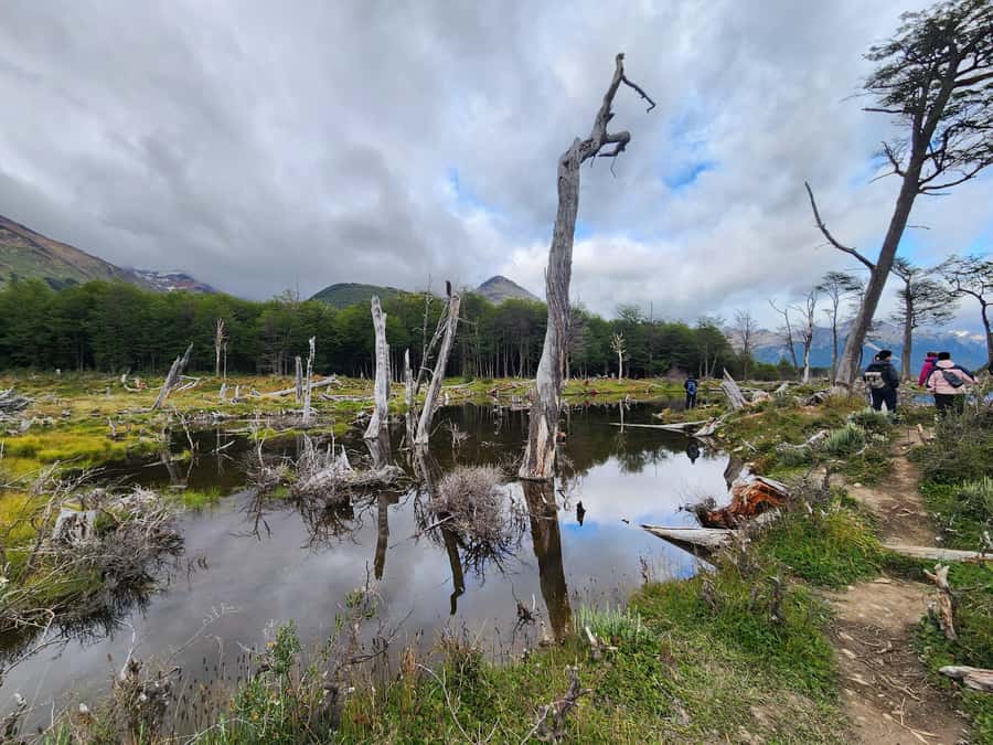 From Ushuaia: Tierra del Fuego Emerald Lagoon Trekking Tour - Forests, valleys, and wildlife spotting with a guide who sets the pace