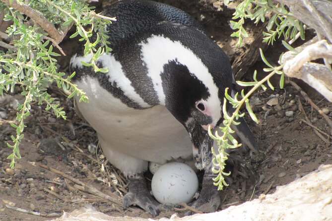 Full-day excursion to Punta Tombo Natural Penguin Park - Key highlights worth planning for