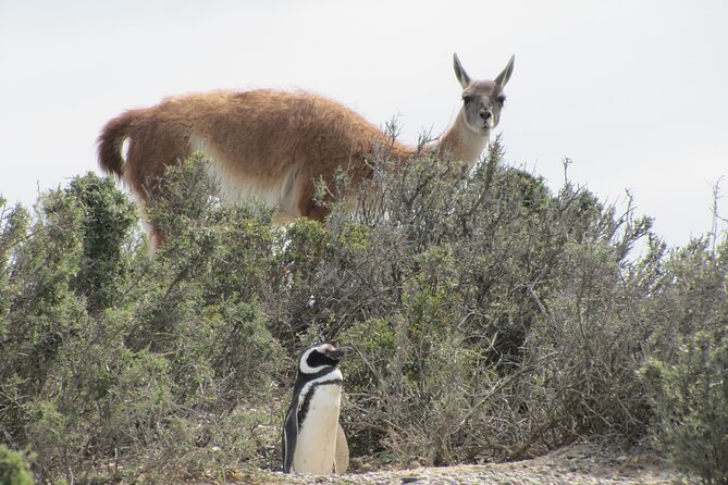 Full-day excursion to Punta Tombo Natural Penguin Park - A long day built around the penguin trail at Punta Tombo