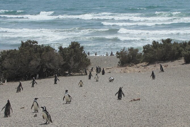 Full-day excursion to Punta Tombo Natural Penguin Park - Playa Unión and the optional Toninas Overas ride