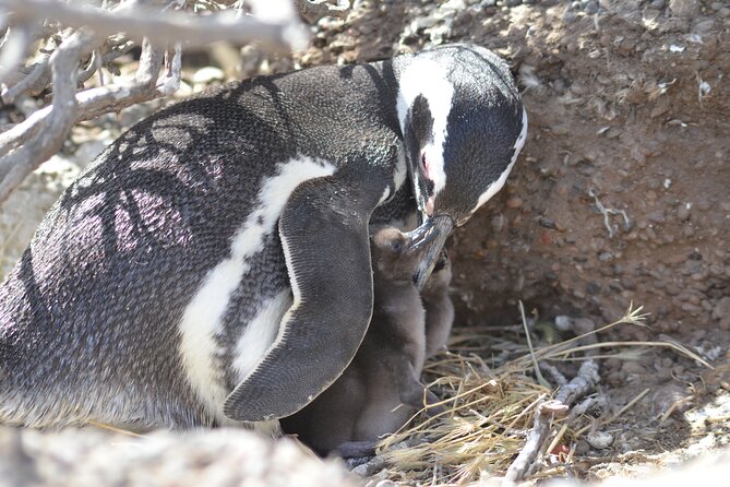 Full-day excursion to Punta Tombo Natural Penguin Park - Lunch time at Punta Tombo and how the afternoon unwind works