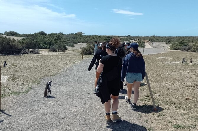 Full-day excursion to Punta Tombo Natural Penguin Park - Pick-up timing, the 180 km drive, and what you might see on the way