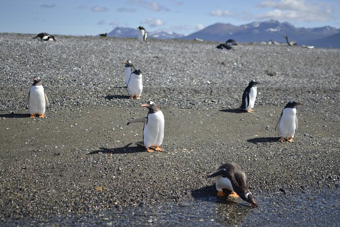 Full-Day Gable Island Eco-Adventure in the Beagle Channel - Paddling the Canal Beagle: 90 minutes of motion and big water views