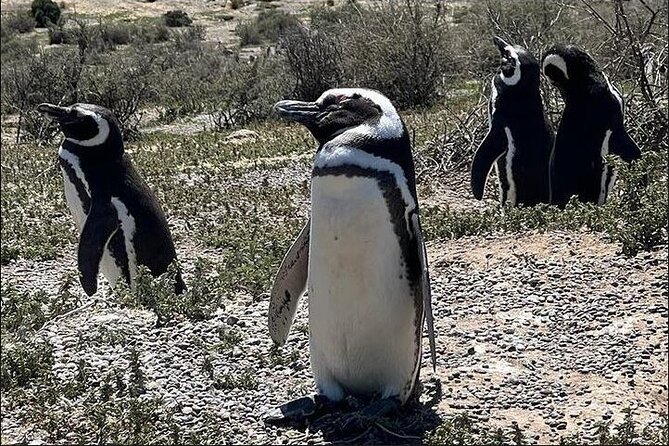 Full Day Punta Tombo Penguin Paradise - Key things I’d circle before you go