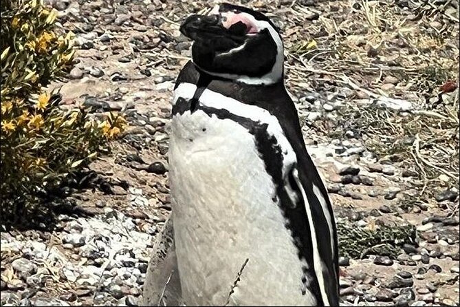 Full Day Punta Tombo Penguin Paradise - Comfort and timing on a 7-hour penguin day trip