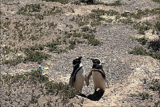 Full Day Punta Tombo Penguin Paradise - Weather matters, and so does pickup reliability
