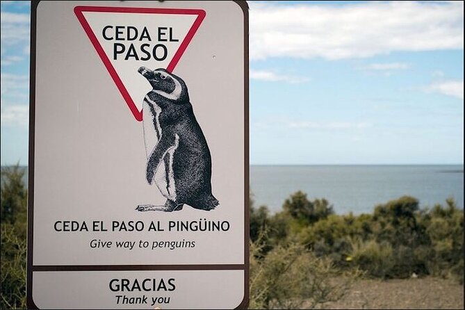 Full Day Punta Tombo Penguin Paradise - Who should book Punta Tombo Penguin Paradise?