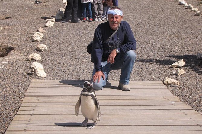 Full Day Punta Tombo - Walking Among Penguins Experience - Madryn - Key Highlights to Know Before You Go