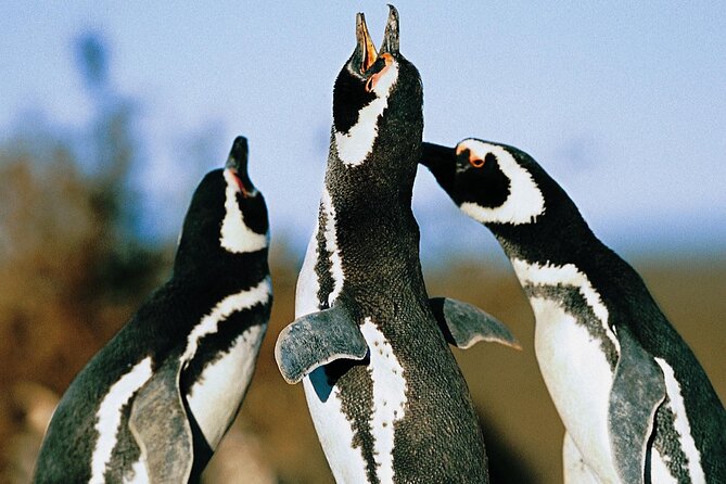 Full Day Punta Tombo - Walking Among Penguins Experience - Madryn - Why Punta Tombo Works as a Full-Day Penguin Experience