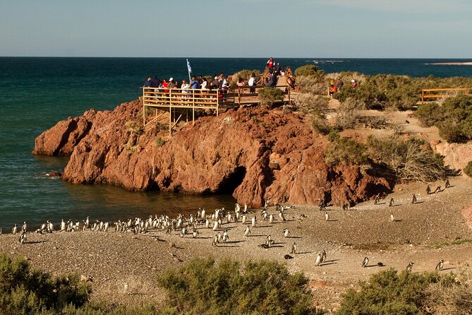 Full Day Punta Tombo - Walking Among Penguins Experience - Madryn - Punta Tombo in Action: The 3 km Walk You’ll Actually Remember