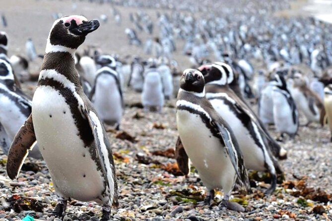 Full Day Punta Tombo - Walking Among Penguins Experience - Madryn - Optional Coastal Add-Ons at Playa Union: When the Day Gets Bigger