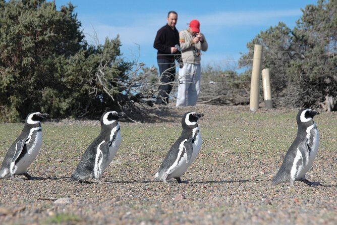 Full Day Punta Tombo - Walking Among Penguins Experience - Madryn - Getting There from Puerto Madryn: Early Start and the Real Meaning of “Full Day”