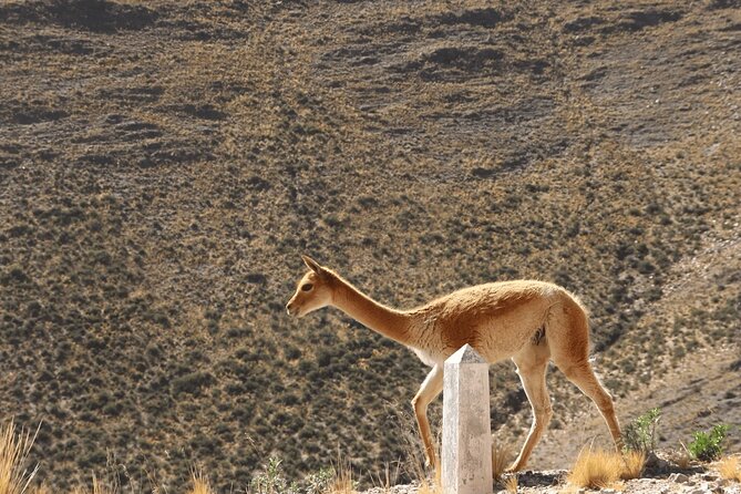 Full-Day Tour to Salinas Grandes and Purmamarca From Salta - Back to Purmamarca for lunch, souvenirs, and a second round
