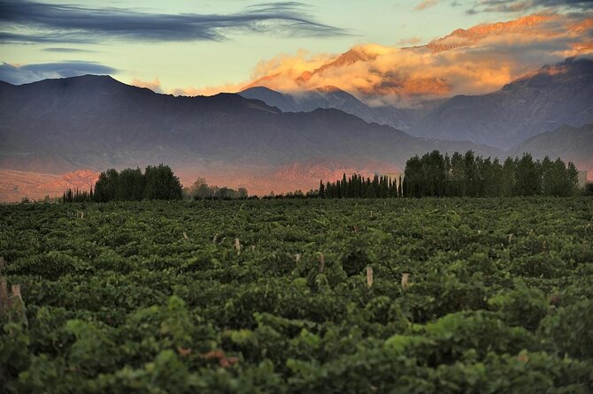 Full day Uco Valley Wine Experience with Salentein - Key highlights worth your attention