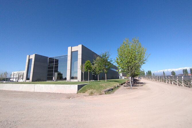 Full Day Wineries in Maipu and Lujan : 2/3 Wineries + 1 Olive Tree - Money math: the real value of $103.50 per group