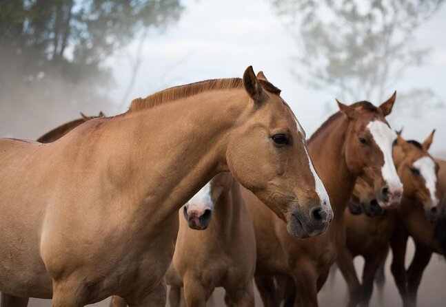 Gaucho Experience: A Day Trip to Don Silvano Ranch - Key Things You’ll Notice at Don Silvano