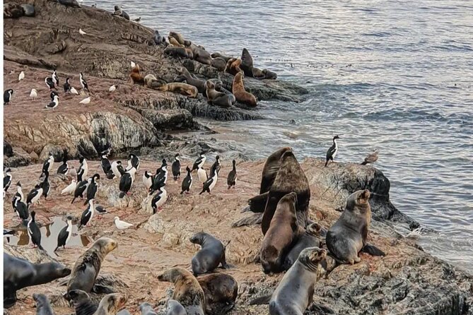 Half Day Beagle Channel Tour to Isla de Lobos and Penguin Colony - Winter water, real wildlife: what makes this Beagle Channel tour worth your time
