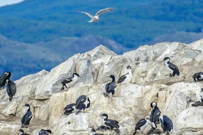 Half Day Beagle Channel Tour to Isla de Lobos and Penguin Colony - Penguins in the season window: how to book with the right mindset