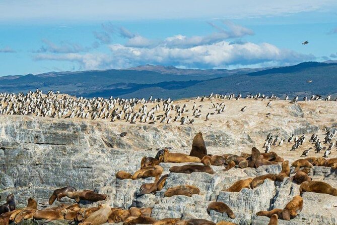 Half Day Beagle Channel Tour to Isla de Lobos and Penguin Colony - Isla Bridges: when a short hike turns into your best city view