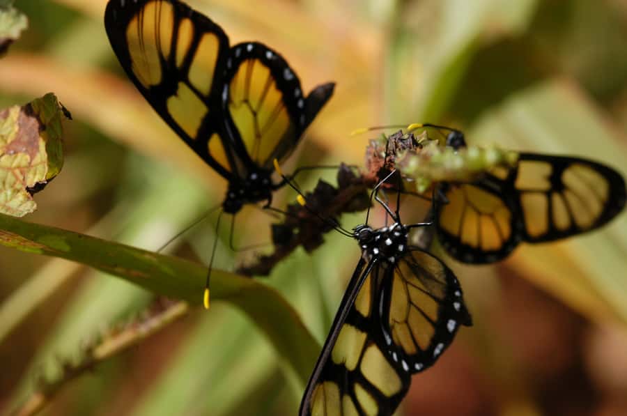 Half-Day Iguazú Forest Adventure - Price and what you really get for $122 per person