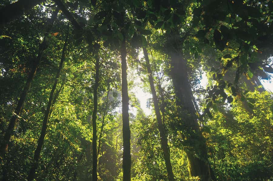 Half-Day Iguazú Forest Adventure - Zip lining 800 meters in 3 stages, from tree to tree