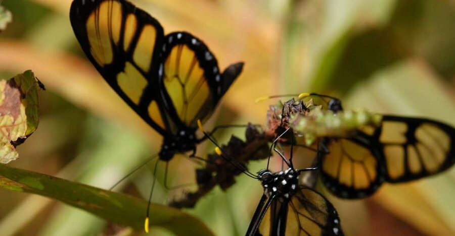 Half-Day Iguazú Forest Adventure - Safety and pacing: friendly guides, but plan for queues