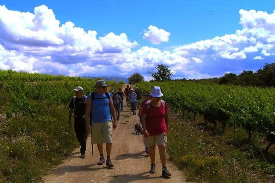 Half Day Tour of Wineries and Olive Oil from Mendoza - Key highlights at a glance