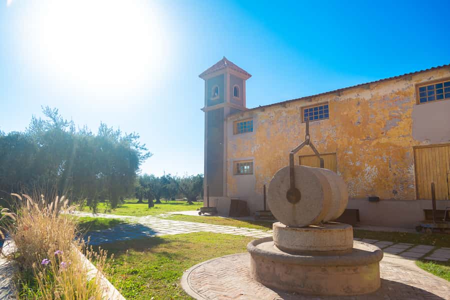 Half Day Tour of Wineries and Olive Oil from Mendoza - Timing, Comfort, and Practical Tips for a Smooth 5 Hours