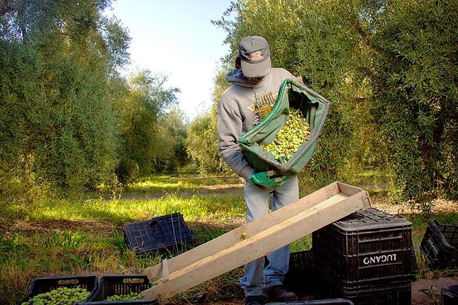 Half Day Tour of Wineries and Olive Oil with Lunch from Mendoza - Maipú: boutique winery tastings plus a guided olive oil factory visit