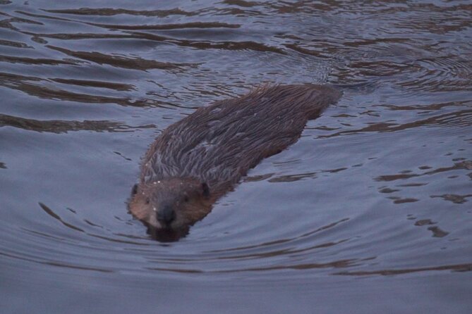 Half Day Tour to Lake Fagnano and Escondido - Senda Castorera: Spotting Beavers on the Active Beaver Path