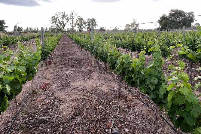 Half Day Winery Tour - Key Things That Make This Tour Worth Your Afternoon
