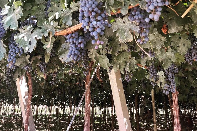 Half Day Winery Tour - Bodega Florio Finale: Museum Visit and Sweet Wine Tasting