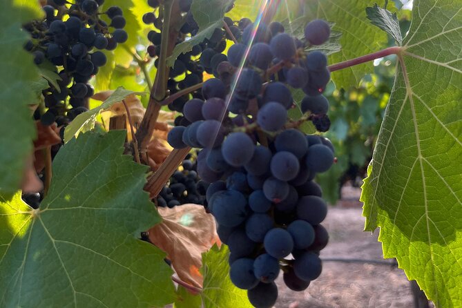 Half Day Winery Tour - Getting On the Van at Viajes y Diseño, Then Relaxing Through Mendoza