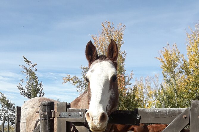 Horseback riding and barbecue in a private ranch - La Carrera, Mendoza - After Lunch: Relax, Hike, or Just Take in the Mountain Quiet