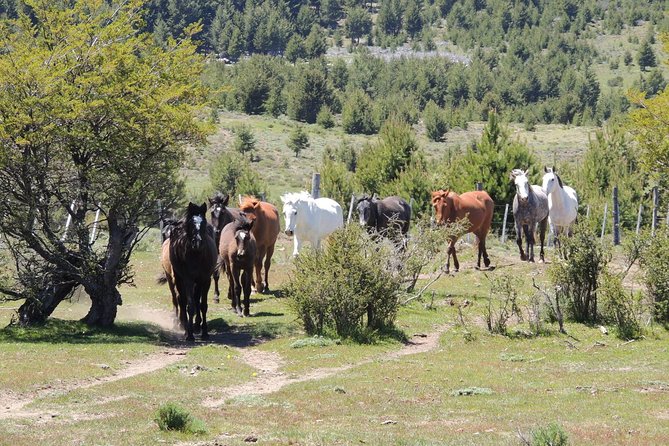 Horseback Riding with Asado in San Carlos de Bariloche, Argentina - Horses, Helmets, and Safety: What You’re Really Paying For