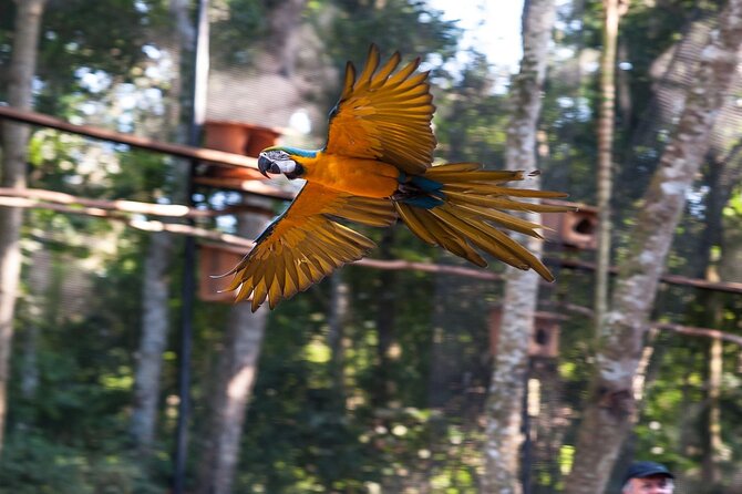 Iguazu Falls Brazilian Side & Bird Park from Puerto Iguazu - Parque das Aves Bird Park: The Best Wildlife Payoff in the Same Day