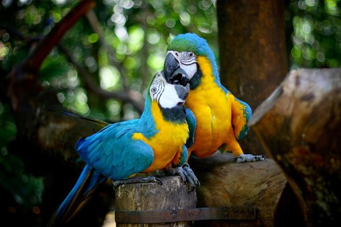 Iguazu Falls Brazilian Side & Bird Park from Puerto Iguazu - Group Size, Timing Pressure, and What Makes a Good Day Out of It