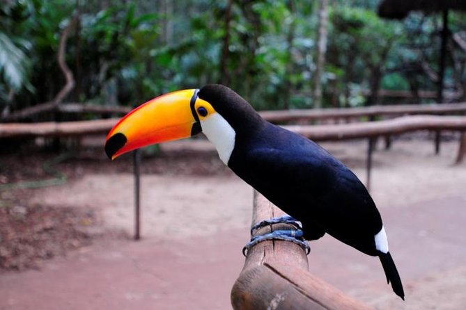 Iguazu Falls Brazilian Side & Bird Park from Puerto Iguazu - Smart Tips to Maximize Your 5 to 7 Hours