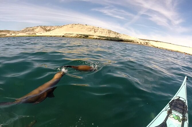 Kayak Paddling Experience with Sea Lions in Puerto Madryn - Punta Loma Sea Lions From the Kayak, Not the Fence Line