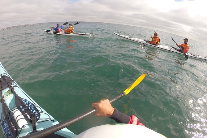 Kayak Paddling Experience with Sea Lions in Puerto Madryn - Gear, Guides, and How the Double Kayak Really Works