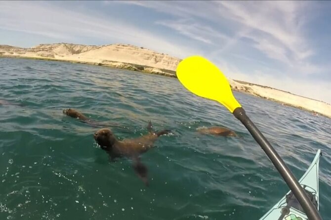 Kayak Paddling Experience with Sea Lions in Puerto Madryn - Weather Rules, Refunds, and What Flexibility Looks Like