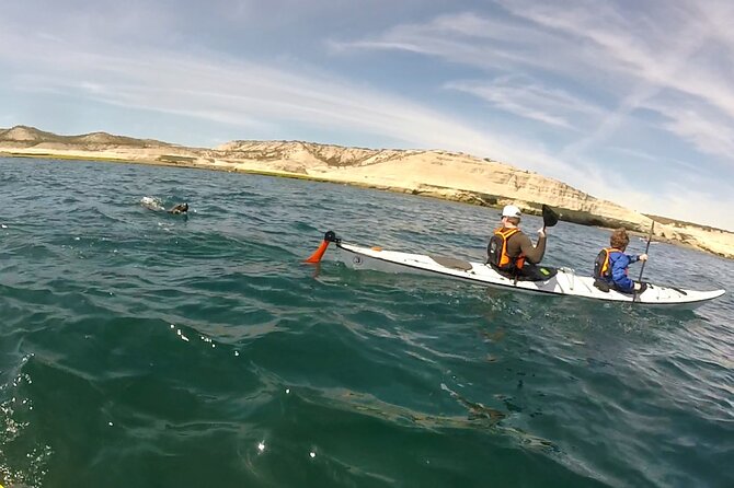 Kayak Paddling Experience with Sea Lions in Puerto Madryn - Should You Book This Sea Lion Kayak Tour?