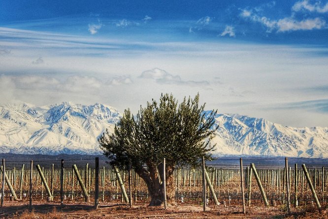 Malbec & Mountain Uco Valley Private Wine Tour with Gourmet Lunch - Domaine Bousquet: 5-course lunch paired with four wines