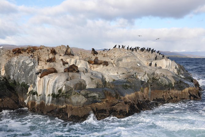Martillo Island: Boat Trip to the Penguin Colony & Beagle Channel - Why this Martillo Island trip feels special, even if you do not go ashore